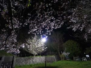 反射炉　夜桜　1　240414 (1 - 1)